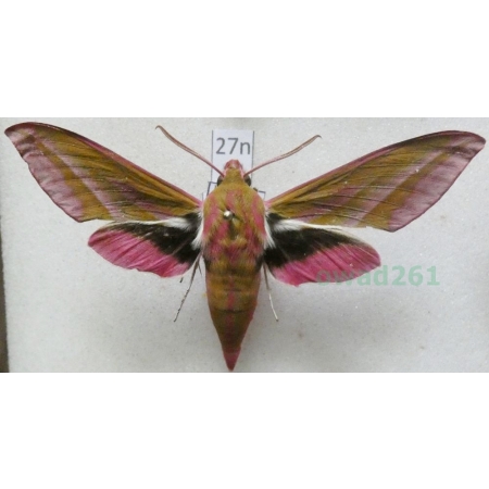 Deilephila elpenor (Linnaeus, 1758) Zmrocznik gładysz Poland27n